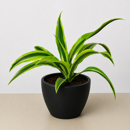 Dracaena Lemon Lime indoor plant with green-yellow variegated leaves in a black pot on Tampa Home & Garden Store