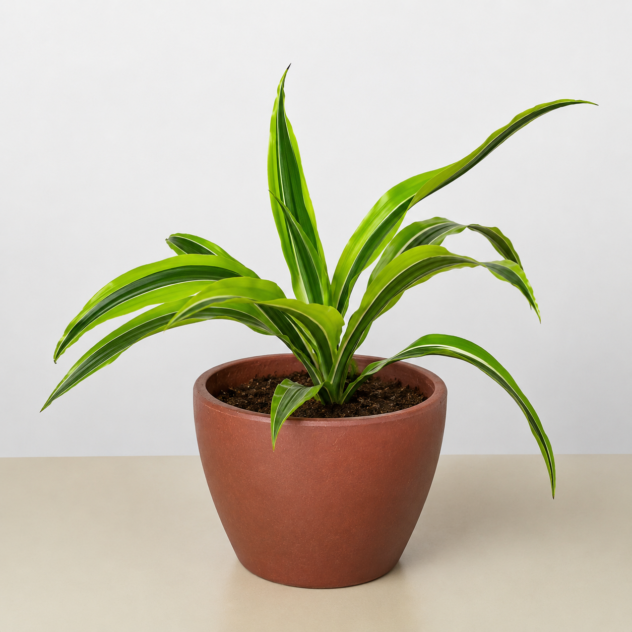 Dracaena Lemon Lime plant in pot with lime leaves and dark green margins Rooted Treasures Farms on Tampa Home & Garden Store