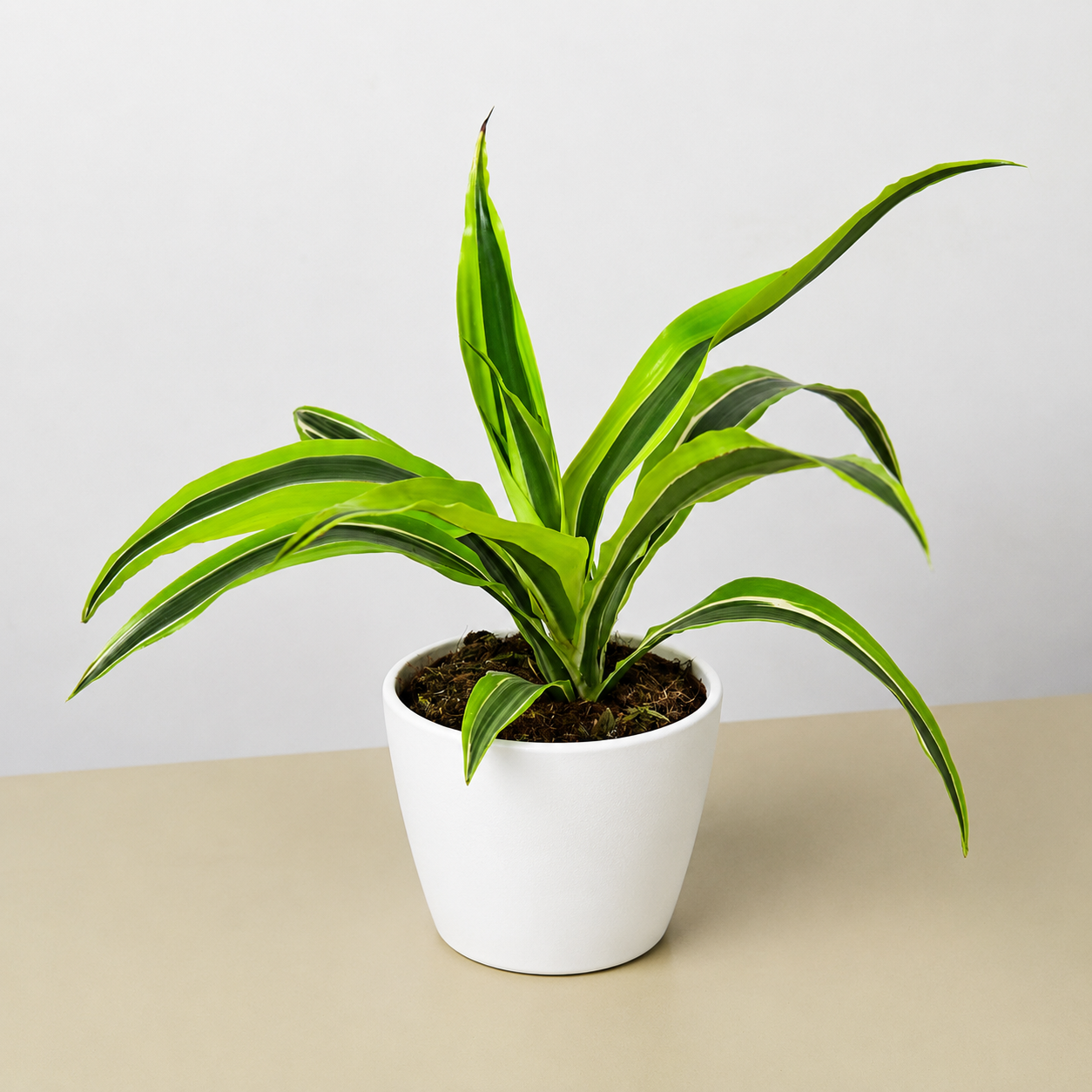 Dracaena Lemon Lime indoor plant with variegated lime green leaves in a white pot on Tampa Home & Garden Store