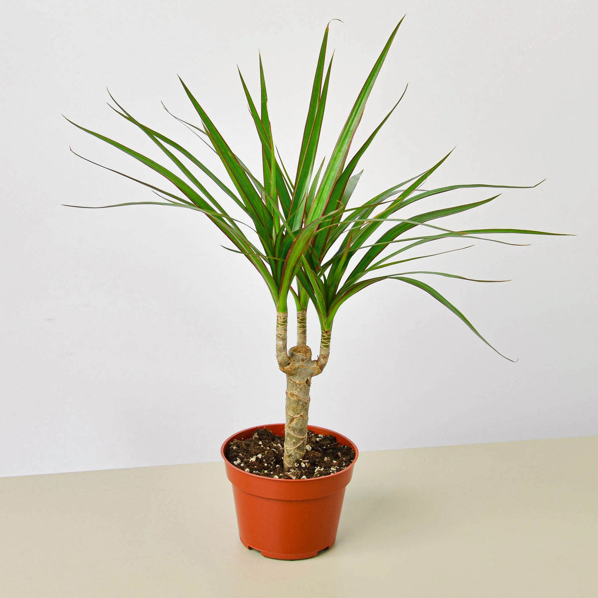 Dracaena Marginata Cane indoor plant with two trunks and long slender green leaves in a red pot on Tampa Home & Garden Store