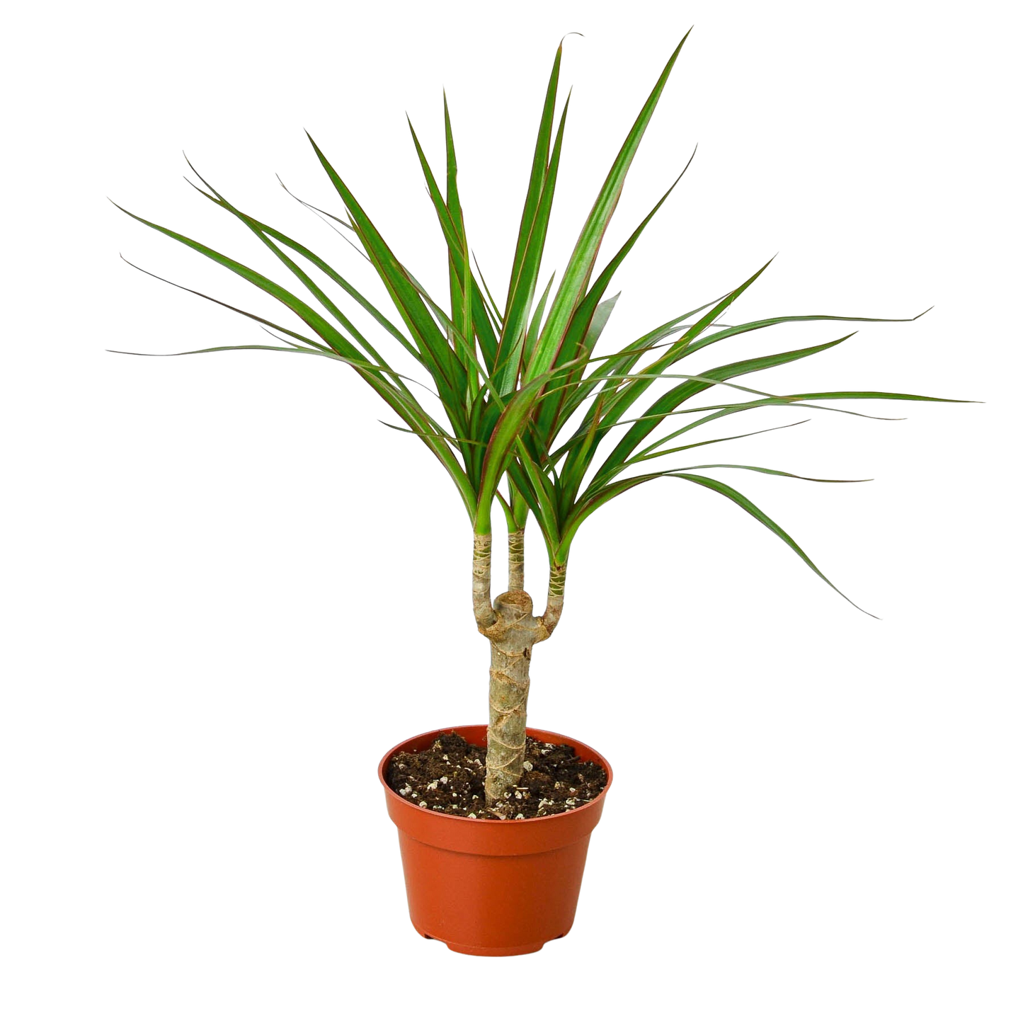 Dracaena Marginata Cane indoor plant with three trunks and green leaves in a pot on Tampa Home & Garden Store