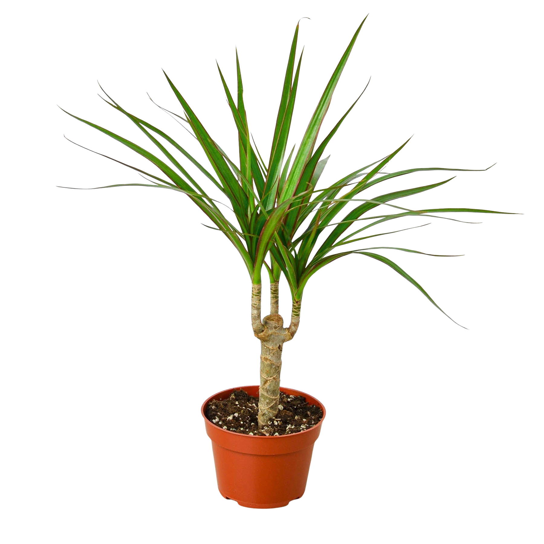Dracaena Marginata Cane indoor plant with three trunks and green leaves in a pot on Tampa Home & Garden Store