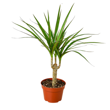 Dracaena Marginata Cane indoor plant with three trunks and green leaves in a pot on Tampa Home & Garden Store