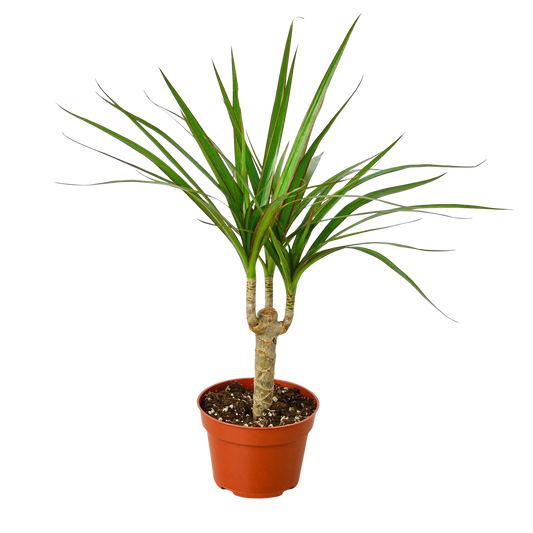Dracaena Marginata Cane indoor plant with three trunks and green leaves in a pot on Tampa Home & Garden Store