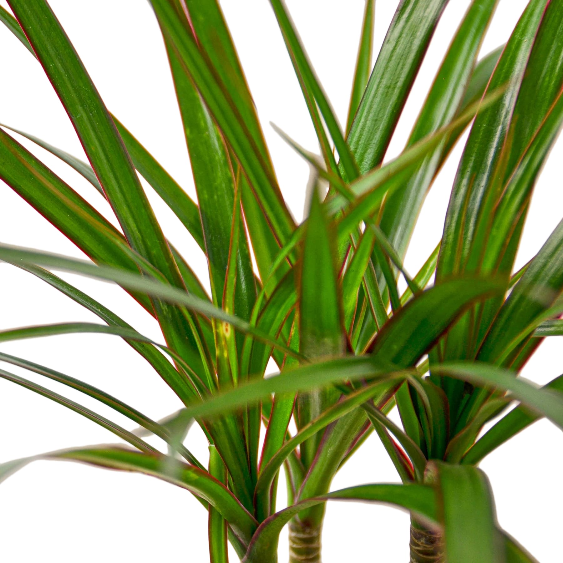 Dracaena Marginata Cane indoor plant with green leaves edged in red Rooted Treasures Farms on Tampa Home & Garden Store