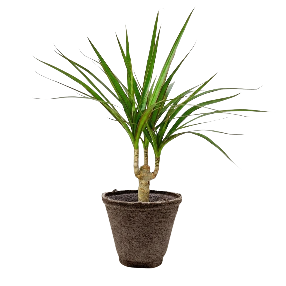 Dracaena Marginata Cane indoor plant in a brown pot with slender green leaves on Tampa Home & Garden Store