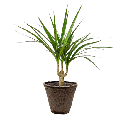 Dracaena Marginata Cane indoor plant in a brown pot with slender green leaves on Tampa Home & Garden Store