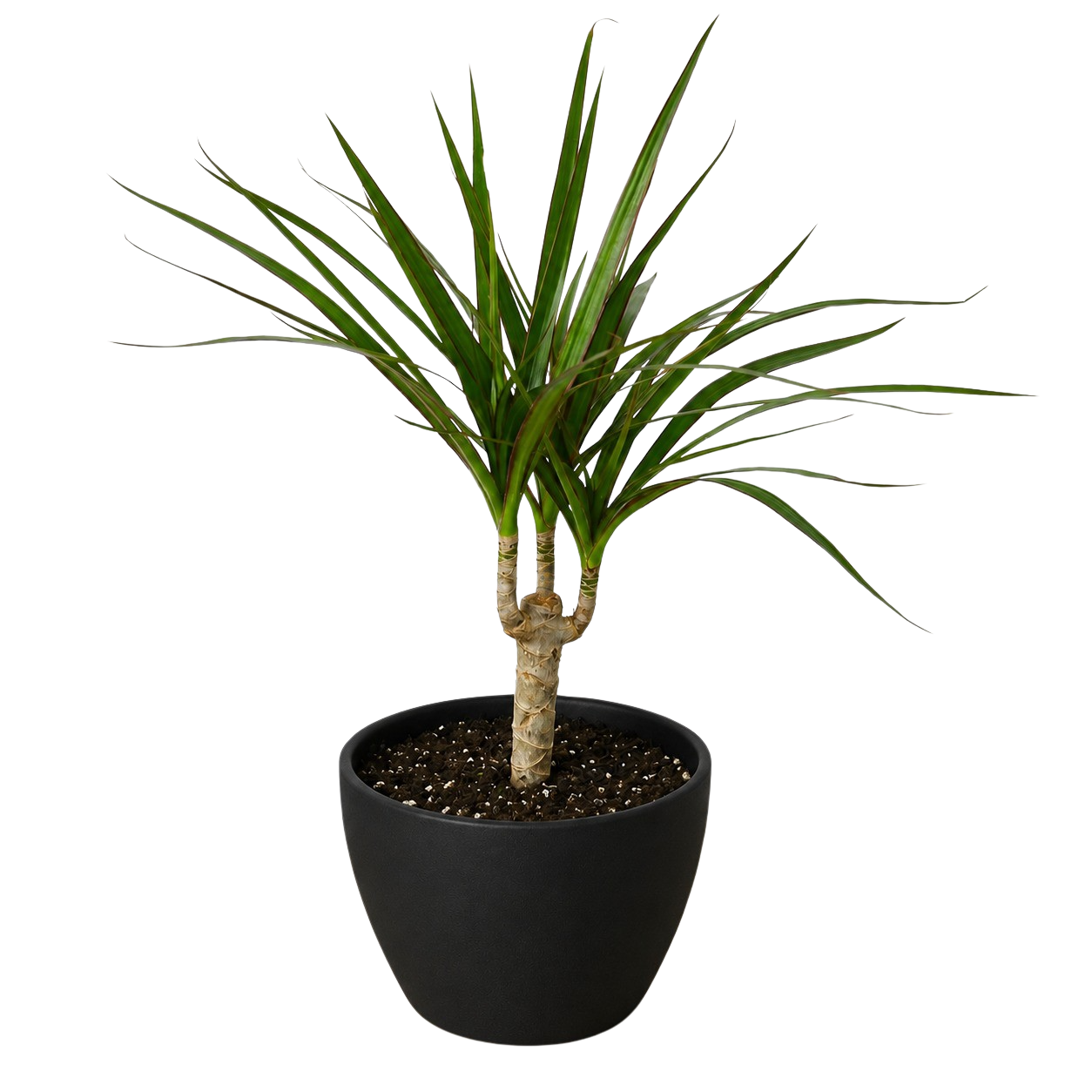 Dracaena Marginata Cane indoor plant with slender green leaves in a black pot on Tampa Home & Garden Store