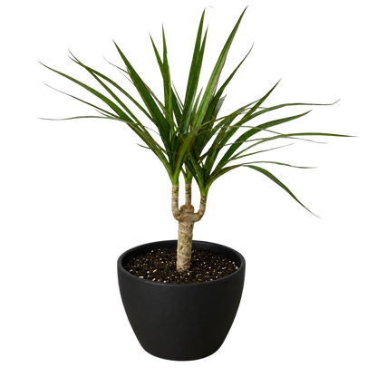 Dracaena Marginata Cane indoor plant with slender green leaves in a black pot on Tampa Home & Garden Store