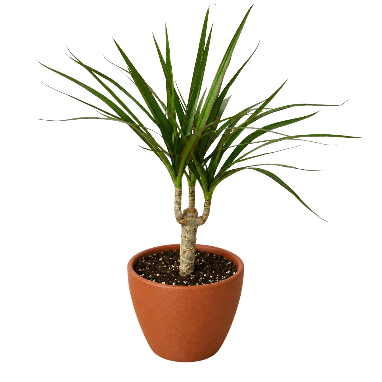 Dracaena Marginata Cane indoor plant with trunks and green leaves in terracotta pot on Tampa Home & Garden Store