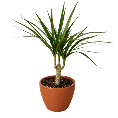 Dracaena Marginata Cane indoor plant with trunks and green leaves in terracotta pot on Tampa Home & Garden Store