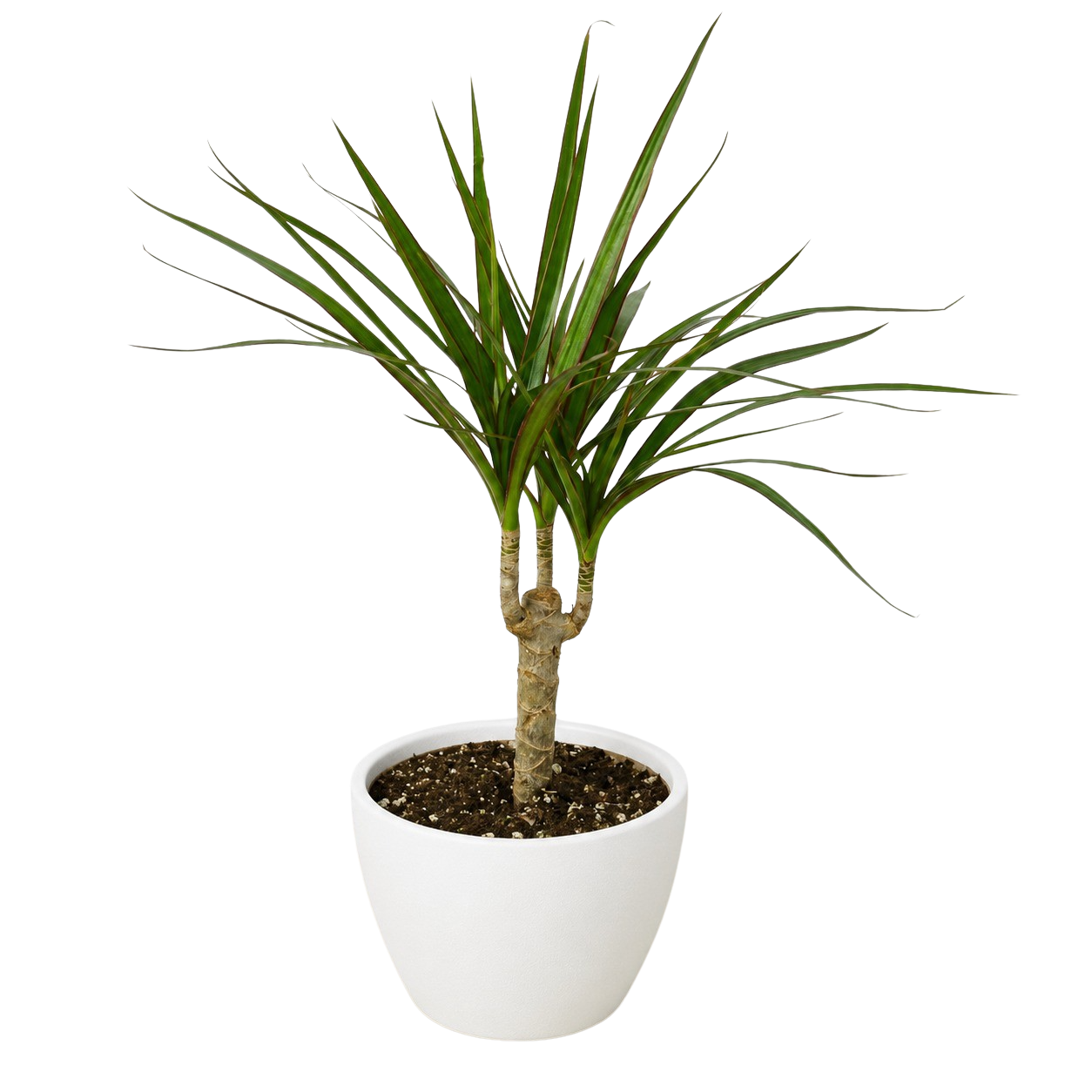 Dracaena Marginata Cane indoor potted houseplant by Rooted Treasures Farms in white pot on Tampa Home & Garden Store