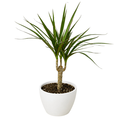 Dracaena Marginata Cane indoor potted houseplant by Rooted Treasures Farms in white pot on Tampa Home & Garden Store