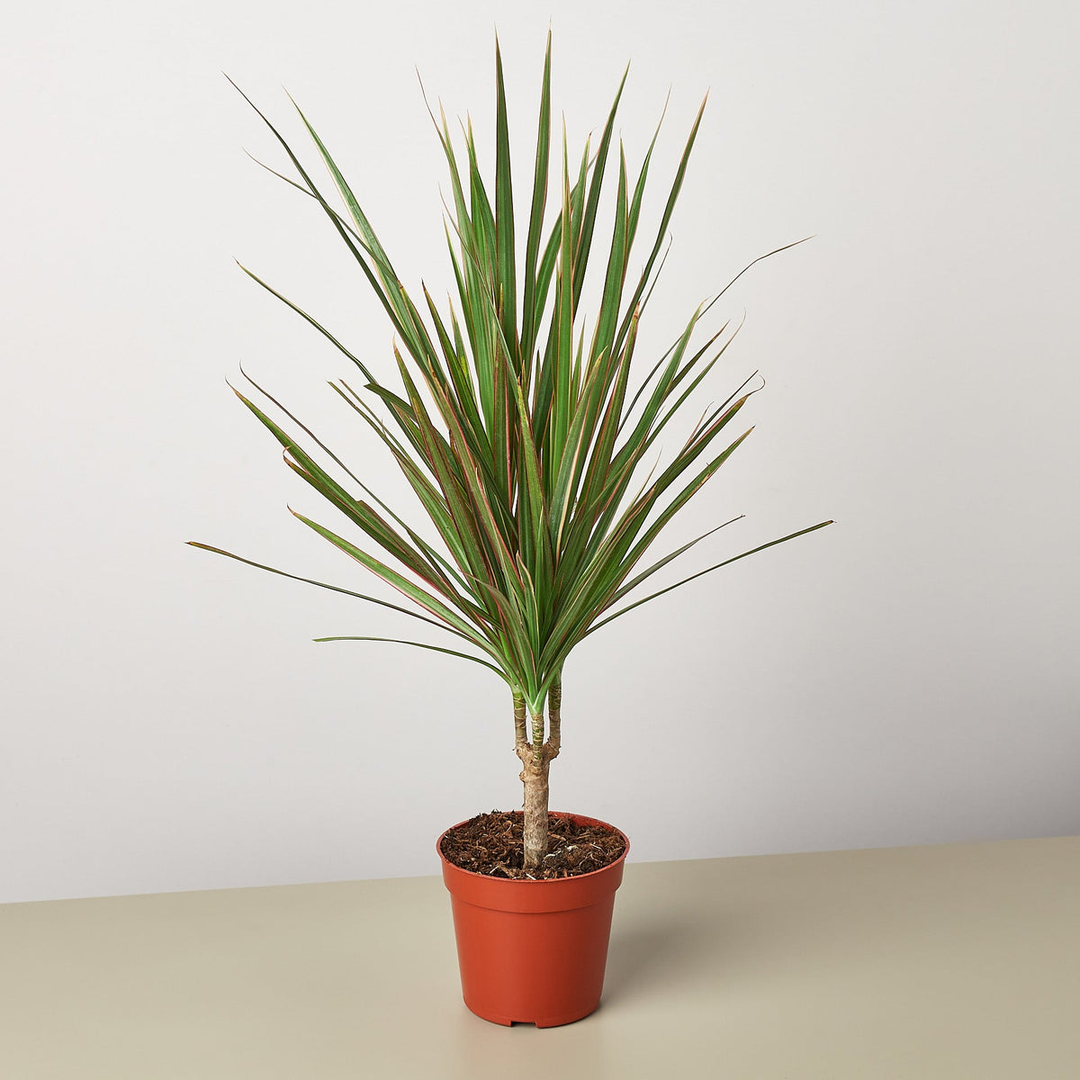 House Plant Shop Dracaena Red Margined plant with green leaves edged red in a terracotta pot on Tampa Home & Garden Store
