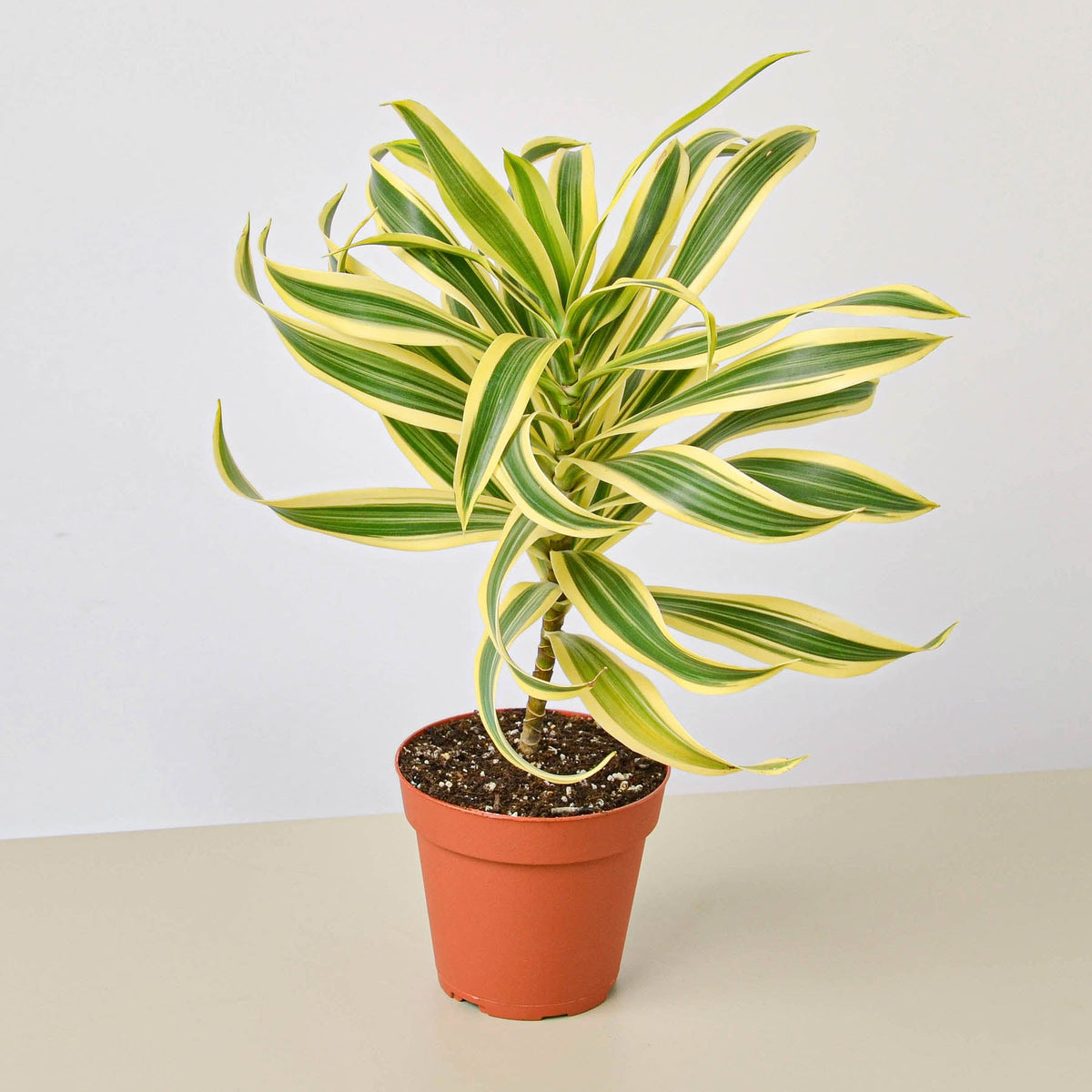 Dracaena Song of India plant with green and yellow variegated leaves in terracotta pot on Tampa Home & Garden Store