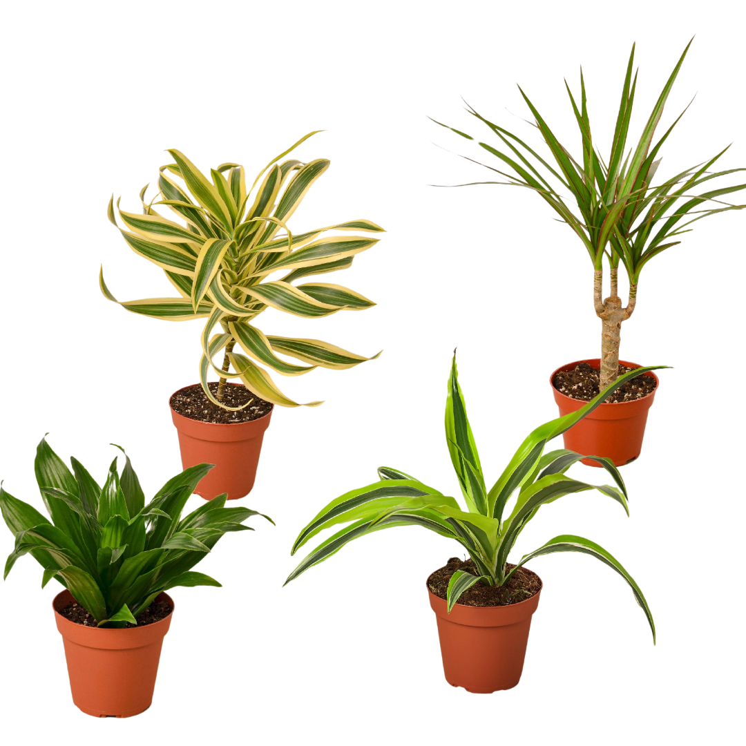 Four Dracaena Variety Pack House Plant 4 Inch Pot