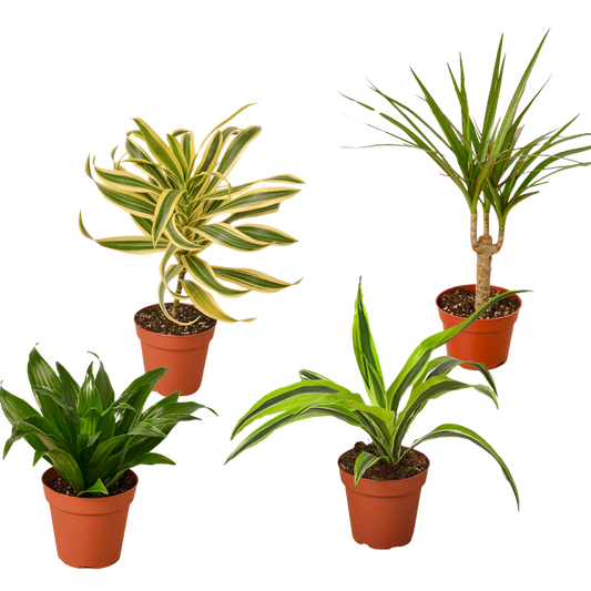 Dracaena variety pack: four live 4in pots with variegated and green-leaf dracaenas on Tampa Home & Garden Store