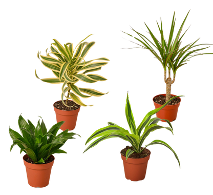 Four Dracaena Variety Pack House Plant 4 Inch Pot