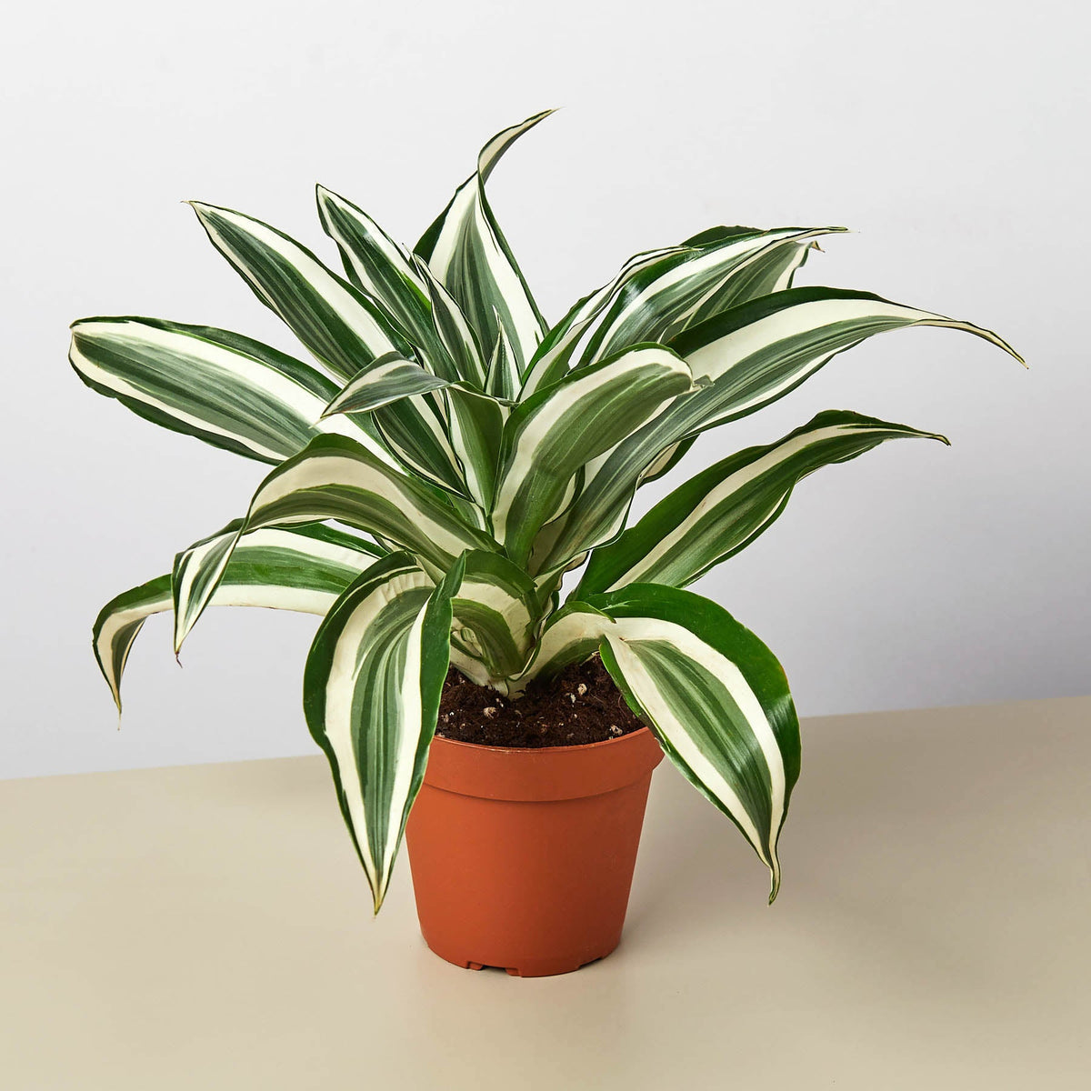 Dracaena Warneckii White Jewel green and white variegated leaves in terracotta pot on Tampa Home & Garden Store