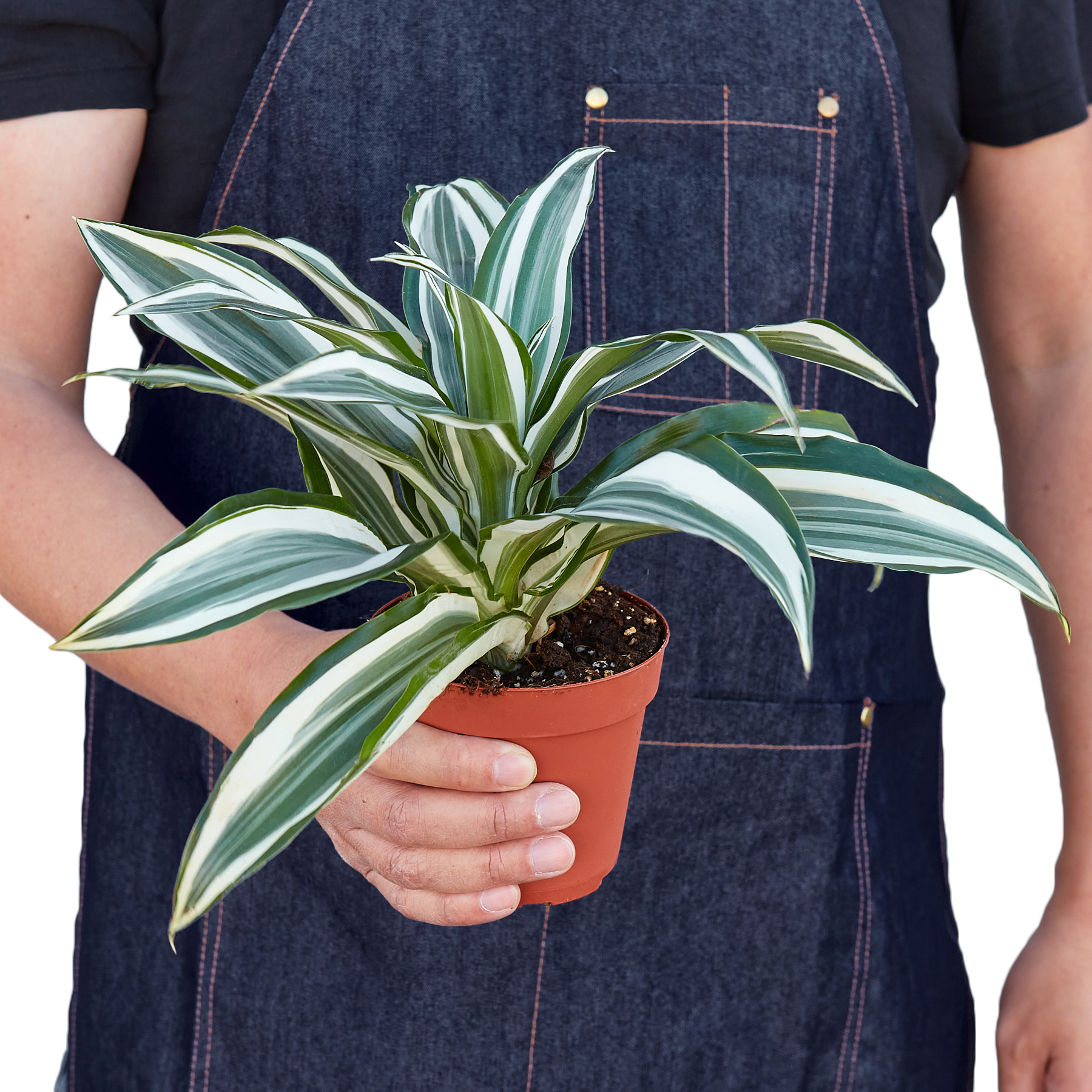 Dracaena Warneckii White Jewel plant in pot with green leaves on Tampa Home & Garden Store