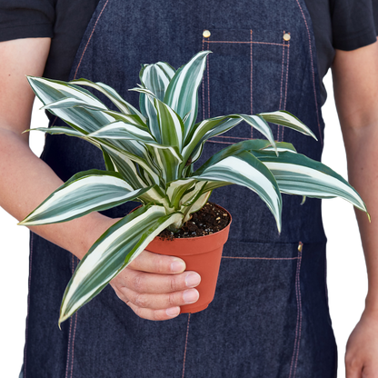 Dracaena Warneckii White Jewel plant in pot with green leaves on Tampa Home & Garden Store