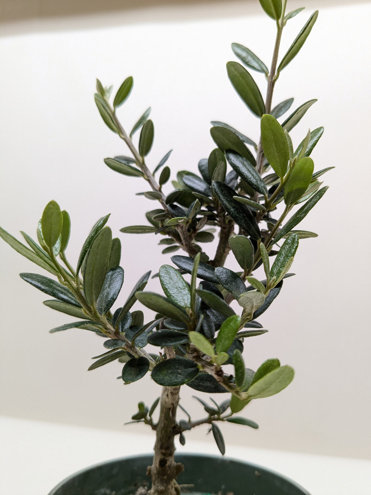 Common Olive Tree indoor plant with glossy green leaves on a woody stem House Plant Shop on Tampa Home & Garden Store