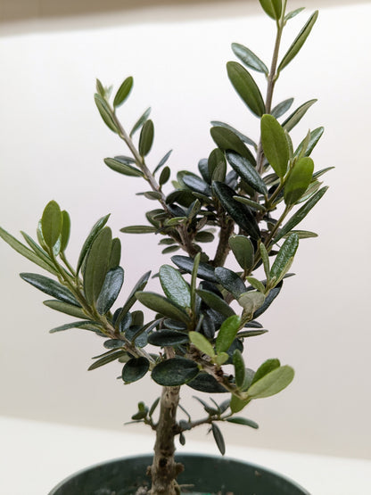 Common Olive Tree indoor plant with glossy green leaves on a woody stem House Plant Shop on Tampa Home & Garden Store