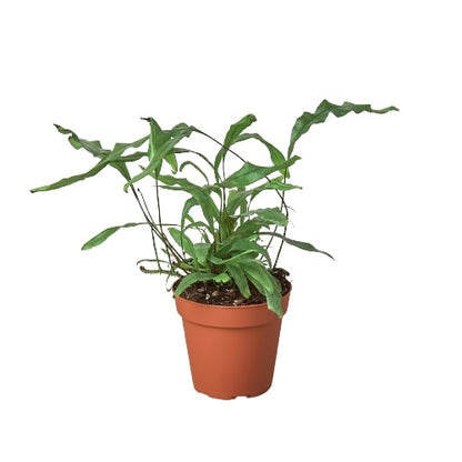 Kangaroo Paw Fern 6-inch potted plant by Rooted Treasures Farms on Tampa Home & Garden Store