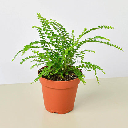 Lemon Button Fern indoor plant with arching fronds and rounded leaflets in a terracotta pot on Tampa Home & Garden Store