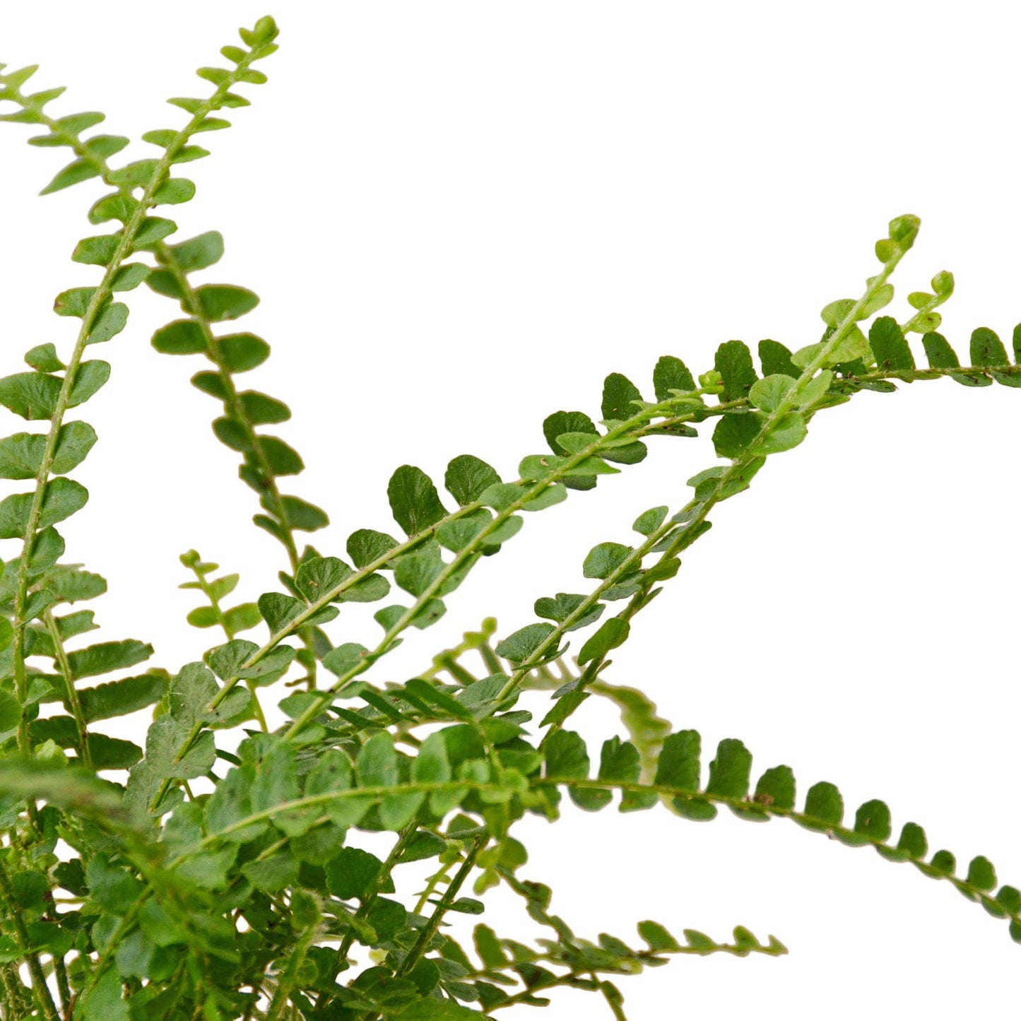 Fern Lemon Button indoor plant with green trailing stems and small rounded leaflets on Tampa Home & Garden Store