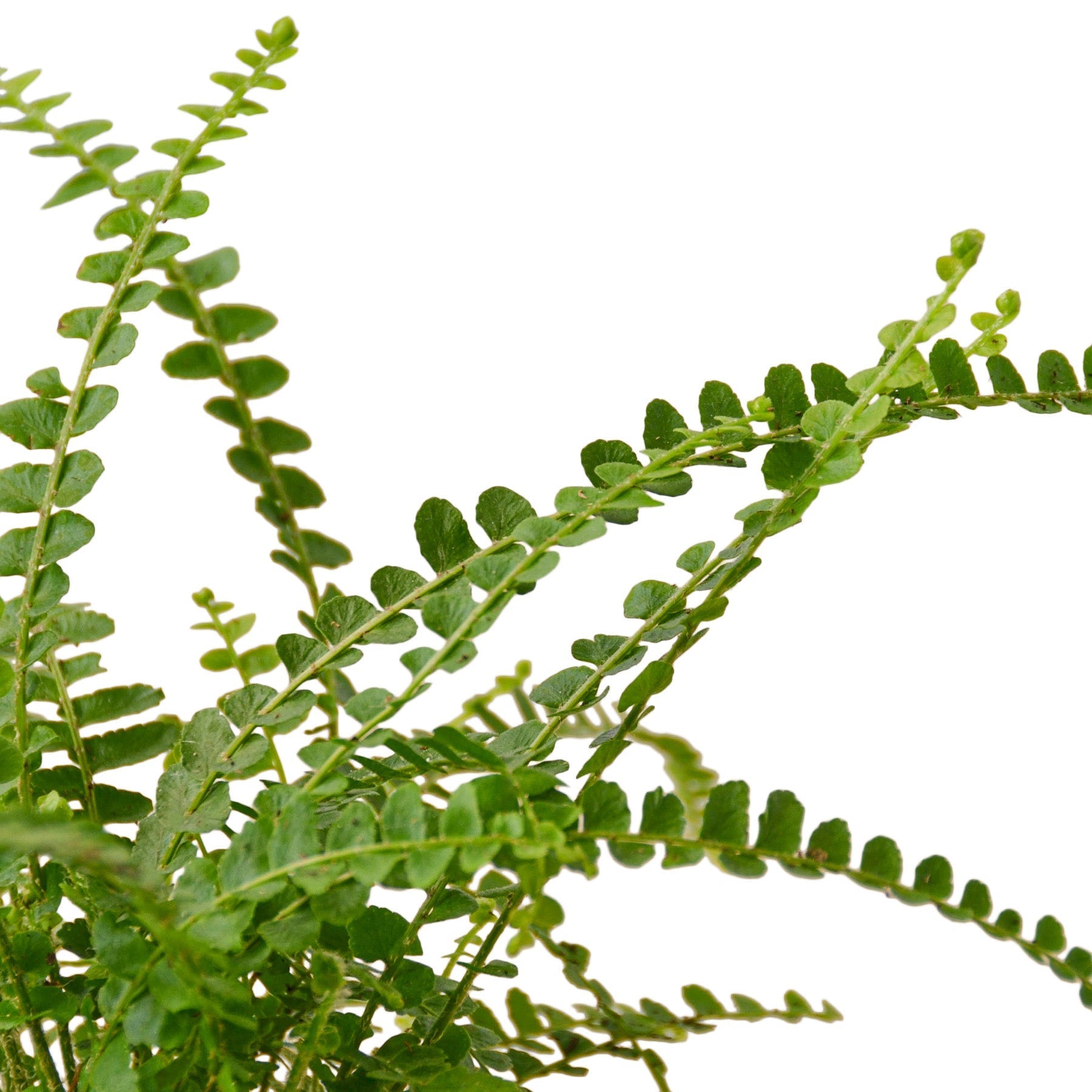 Fern Lemon Button indoor plant with green trailing stems and small rounded leaflets on Tampa Home & Garden Store