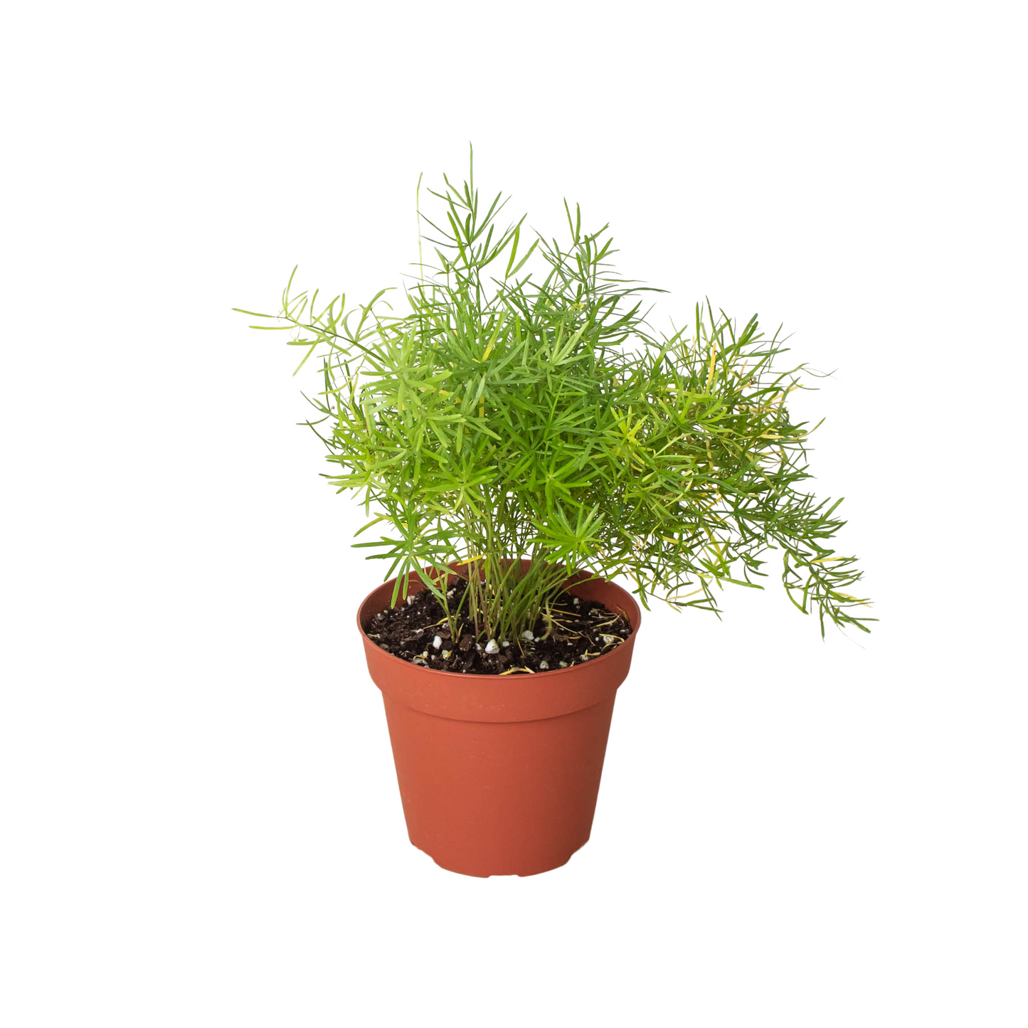 Fern Sprengeri 6-inch plant in terracotta pot with lush feathery needlelike foliage on Tampa Home & Garden Store