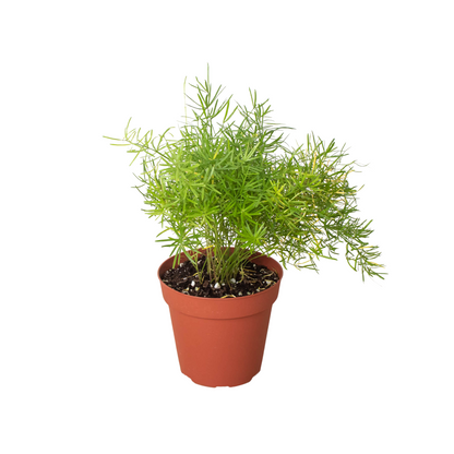 Fern Sprengeri 6-inch plant in terracotta pot with lush feathery needlelike foliage on Tampa Home & Garden Store