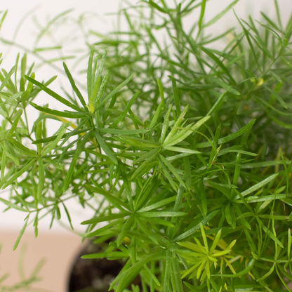 Fern Sprengeri 6-inch plant from Rooted Treasures Farms with slender, vibrant green fronds on Tampa Home & Garden Store