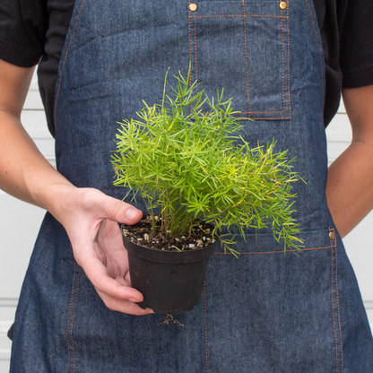 Fern Sprengeri 6in plant in pot with green fronds held in denim apron Rooted Treasures Farms on Tampa Home & Garden Store