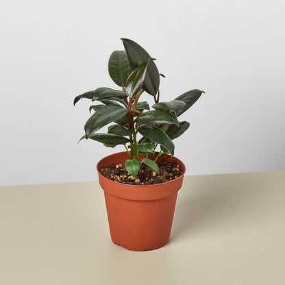 Ficus Elastica Burgundy indoor plant with glossy leaves in terracotta pot on Tampa Home & Garden Store