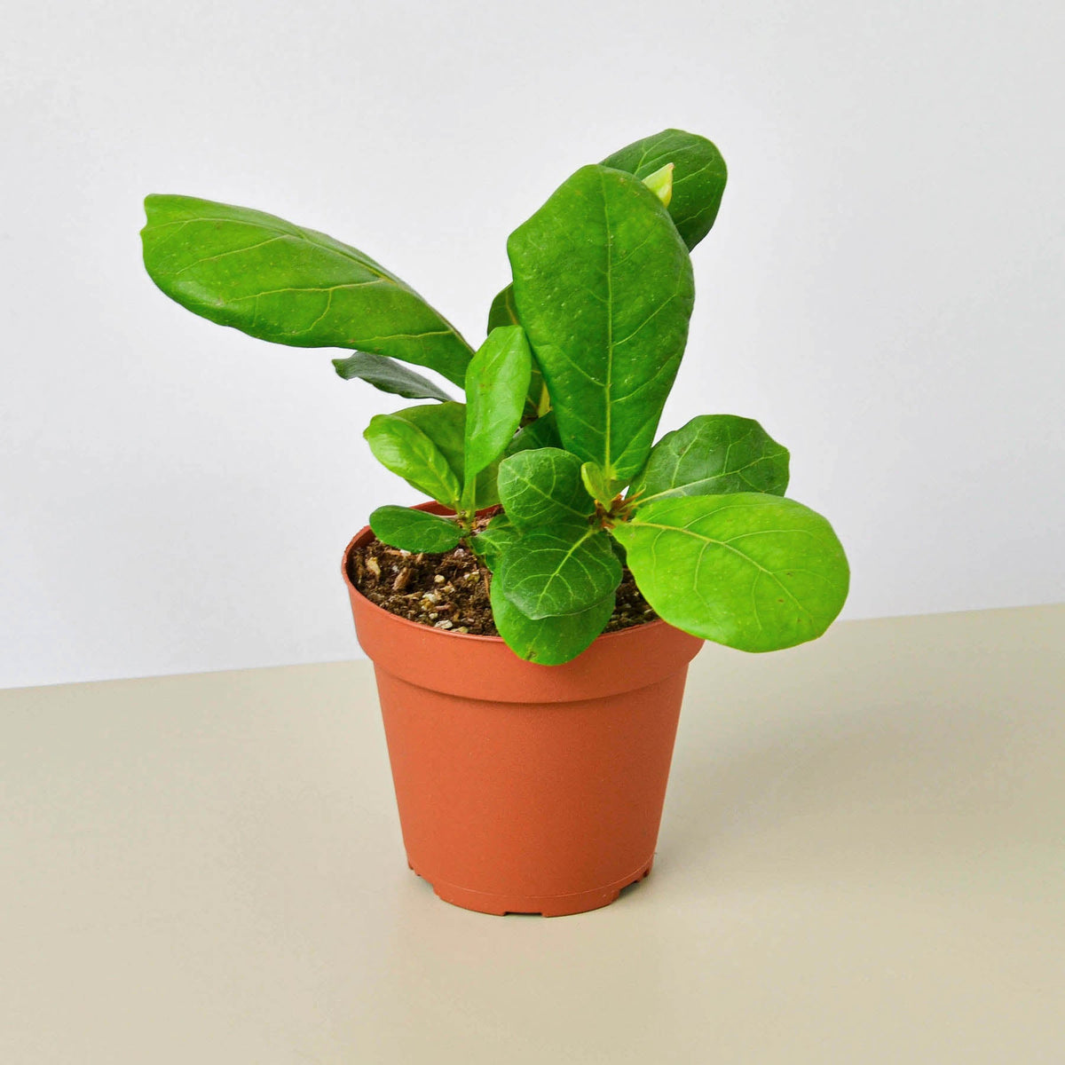 Fiddle Leaf Fig plant, Ficus lyrata, with glossy large green leaves in terracotta pot on Tampa Home & Garden Store