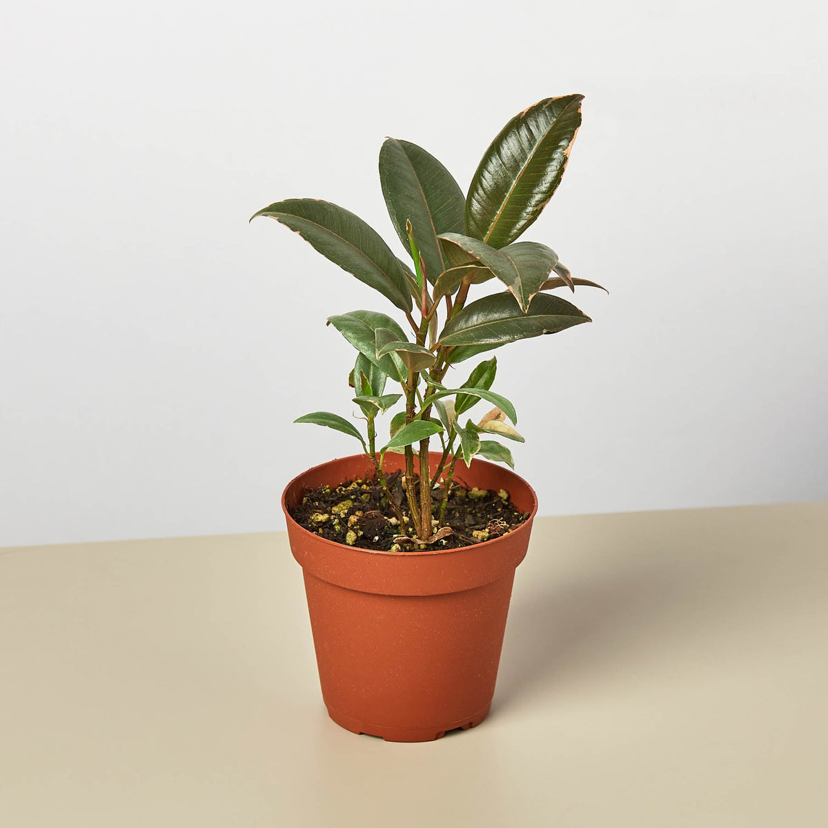 Ficus Elastica Tineke indoor plant with glossy dark green leaves in a terracotta pot on Tampa Home & Garden Store