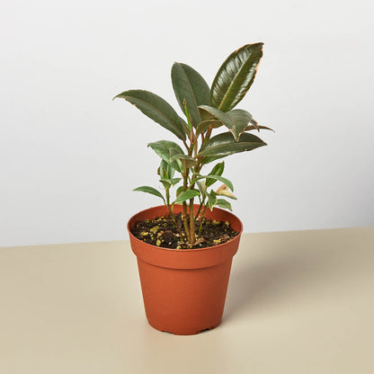 Ficus Elastica Tineke indoor plant with glossy dark green leaves in a terracotta pot on Tampa Home & Garden Store