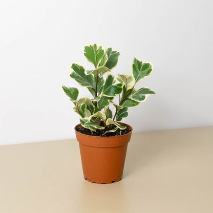 Ficus Triangularis Variegated indoor plant with green cream leaves in terracotta pot on Tampa Home & Garden Store