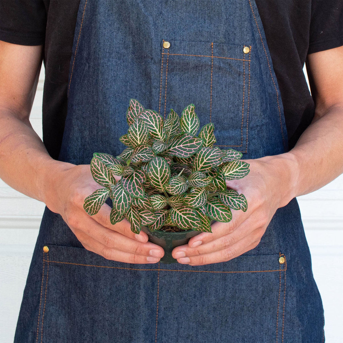 Fittonia Pink indoor plant with pink-veined green leaves held in hands by House Plant Shop on Tampa Home & Garden Store