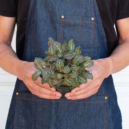 Fittonia Pink indoor plant with pink-veined green leaves held in hands by House Plant Shop on Tampa Home & Garden Store