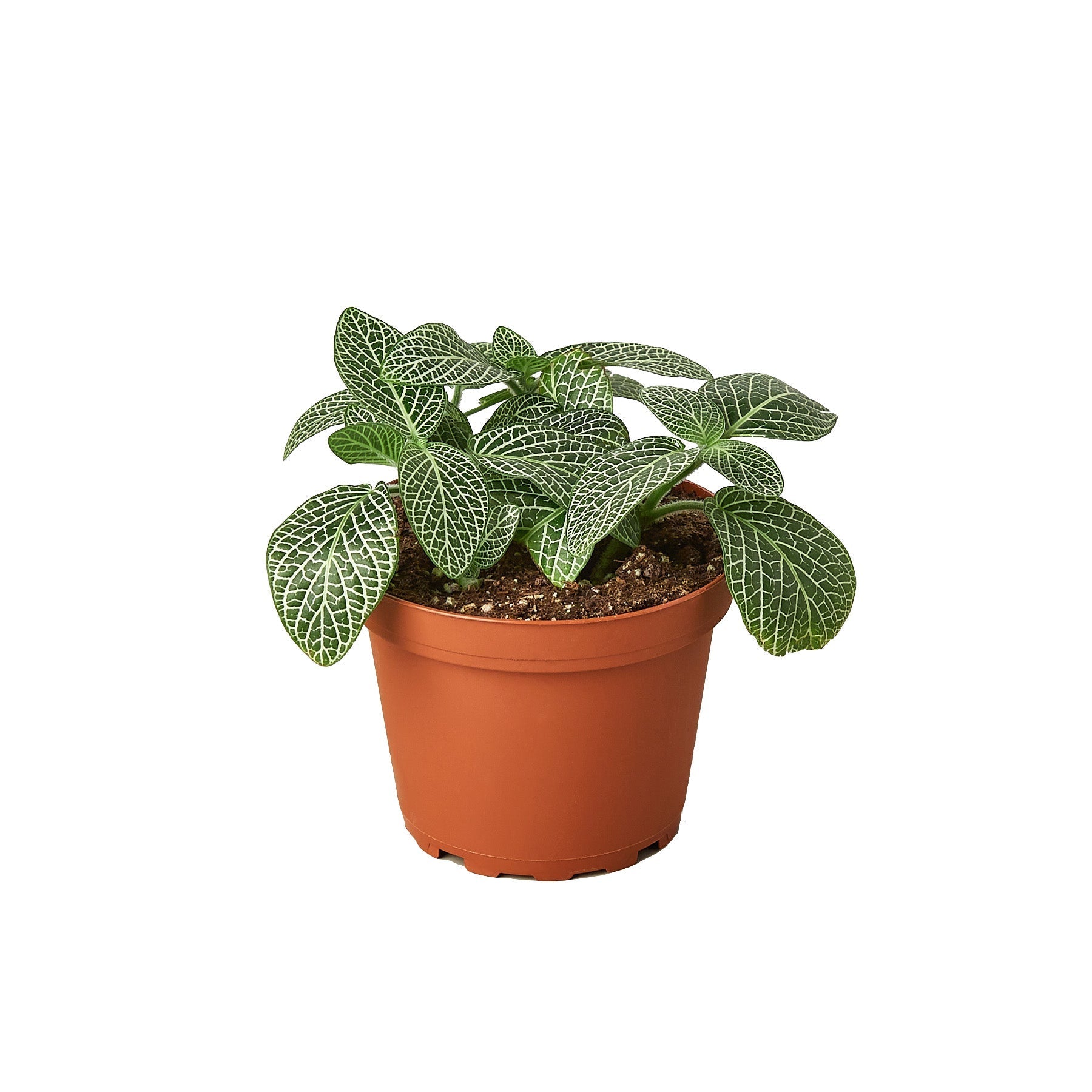 Fittonia White Nerve Plant, 4in pot, green leaves with white veins, Rooted Treasures 1 plant on Tampa Home & Garden Store