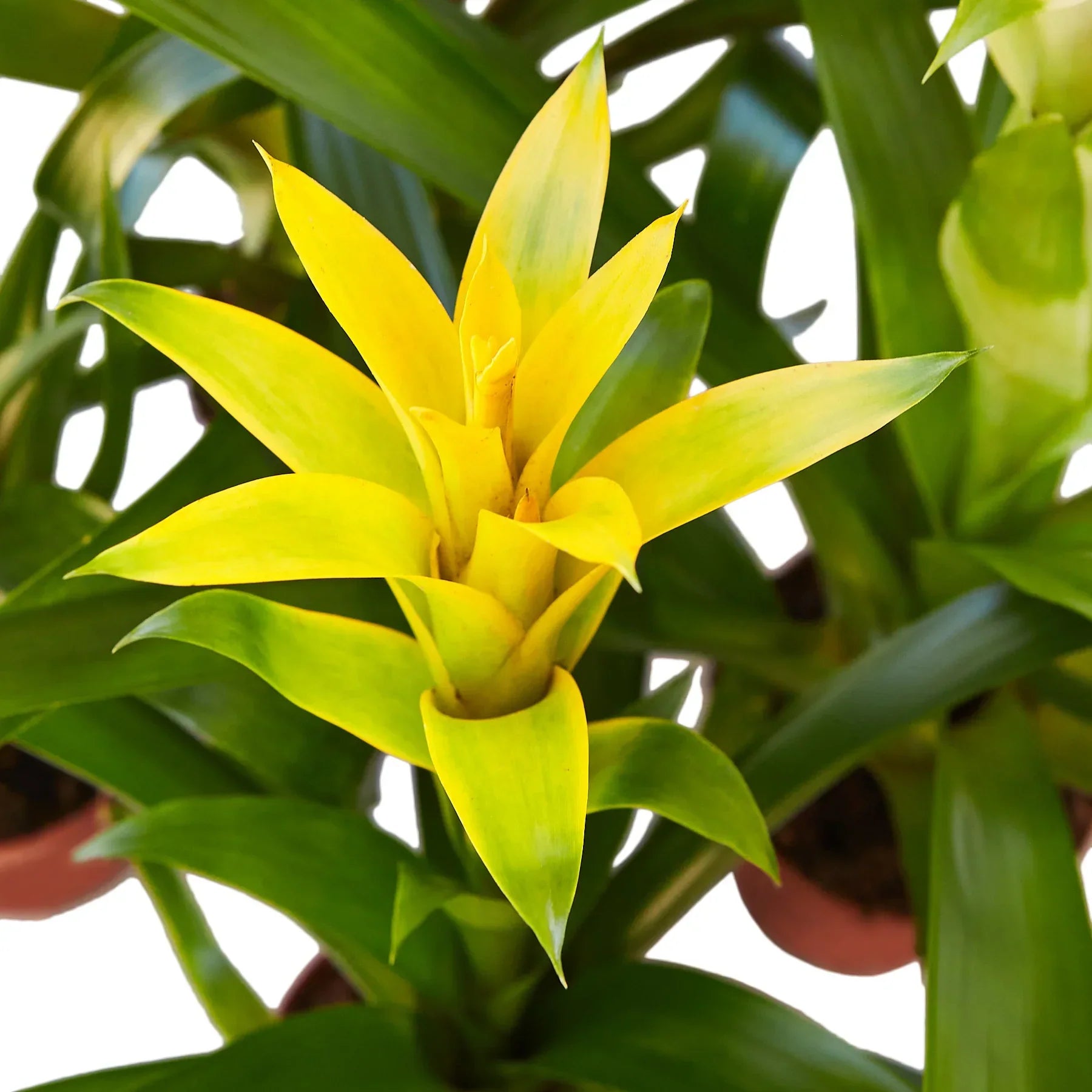 Yellow Guzmania Bromeliad with vibrant bracts and green leaves in a pot on Tampa Home & Garden Store