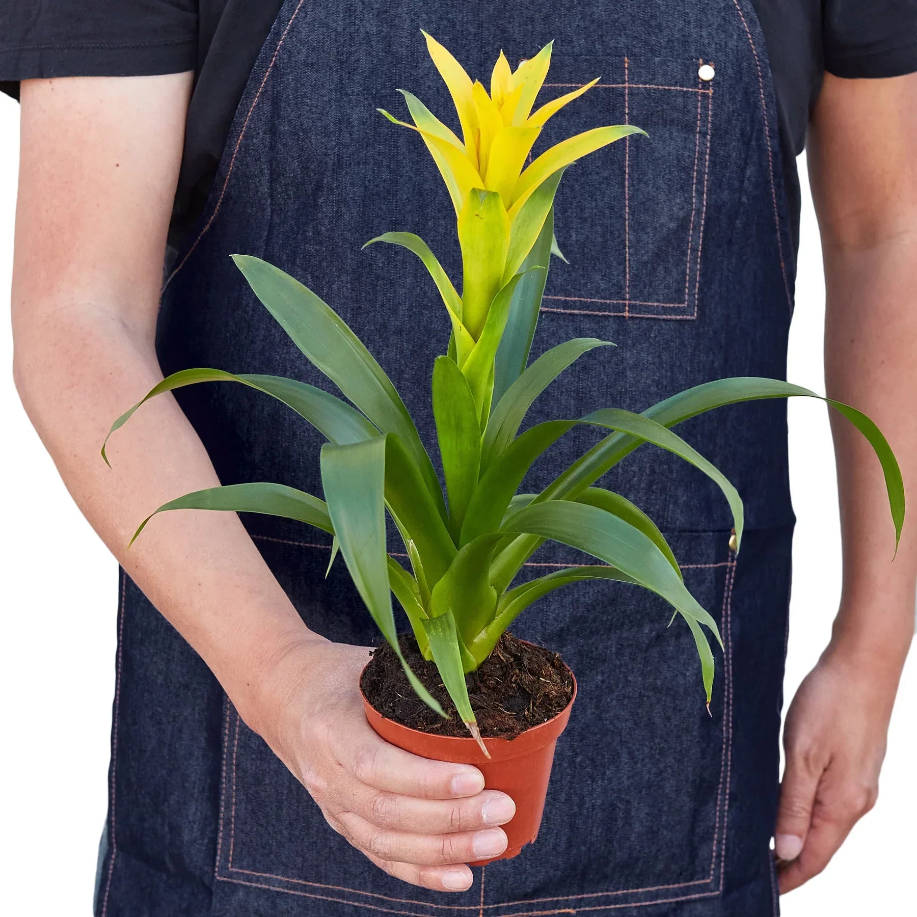 Guzmania Bromeliad Yellow in a small terracotta pot with green leaves on Tampa Home & Garden Store