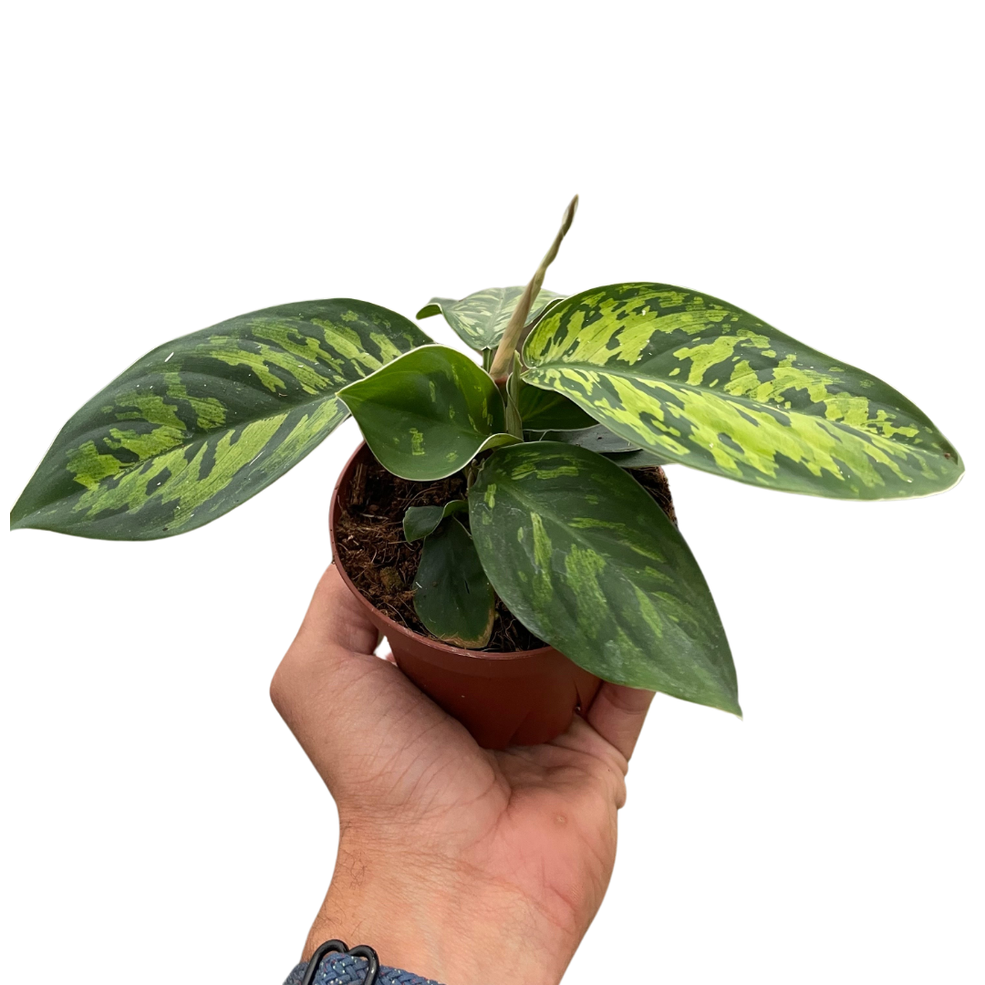 Homalomena Camouflage Variegated Houseplant