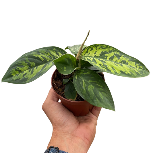 Homalomena Camouflage indoor plant with variegated green leaves in a pot on Tampa Home & Garden Store