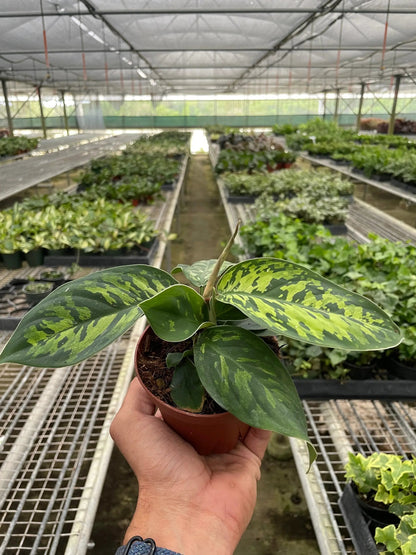 Homalomena Camouflage Variegated Houseplant