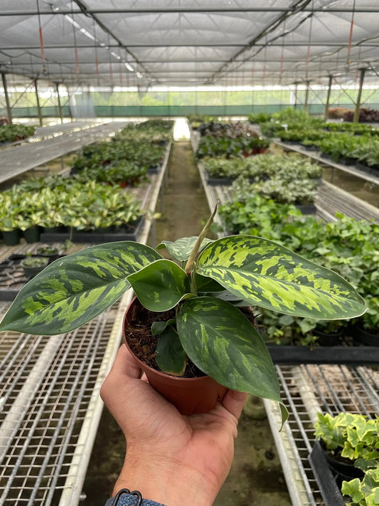 Homalomena Camouflage potted plant with variegated leaves held in greenhouse House Plant Shop on Tampa Home & Garden Store
