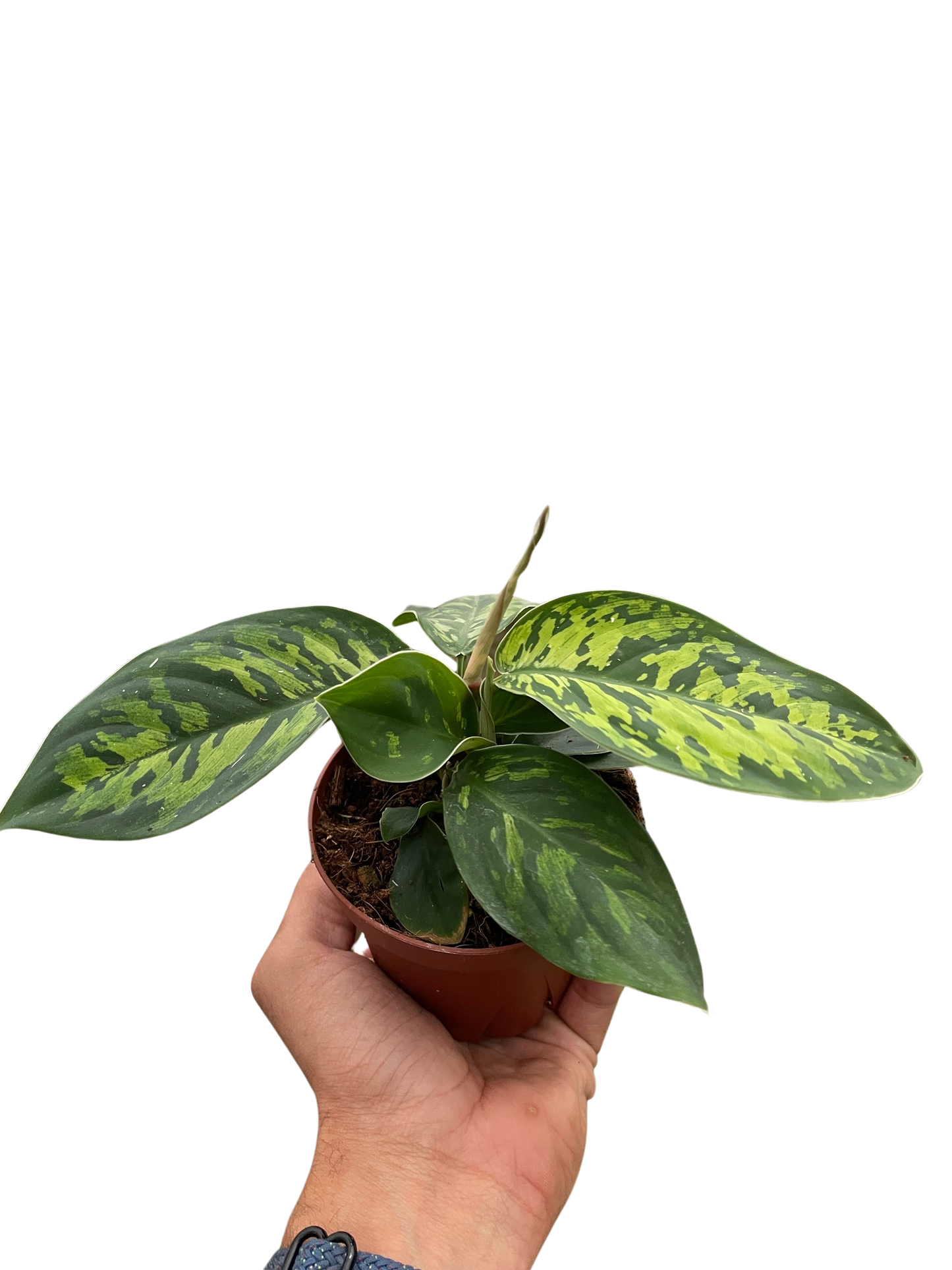 Homalomena Camouflage Variegated Houseplant